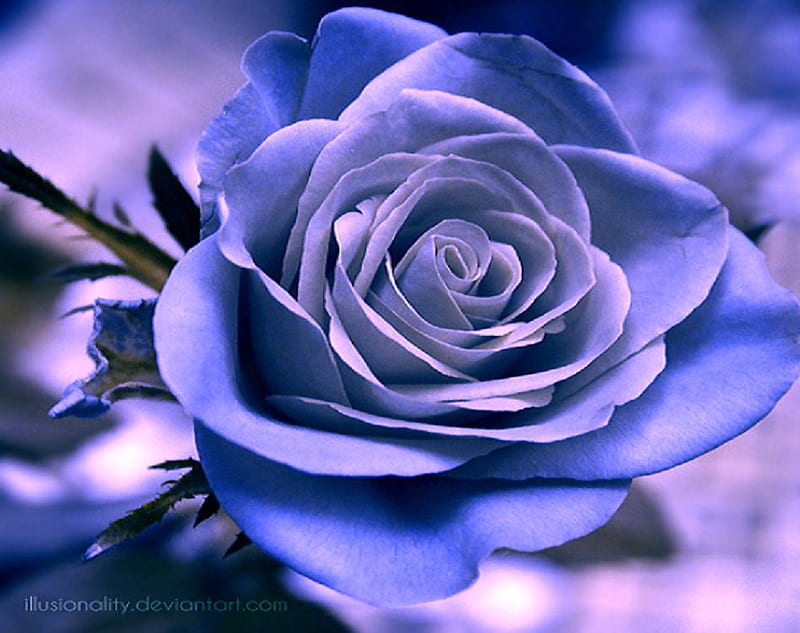 Frost, pretty, lovely, rose, soft, bud, delicate, nice, plants, flowers ...