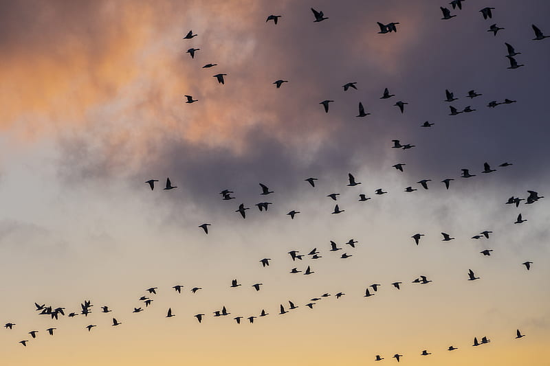 flock of birds flying during daytime, HD wallpaper