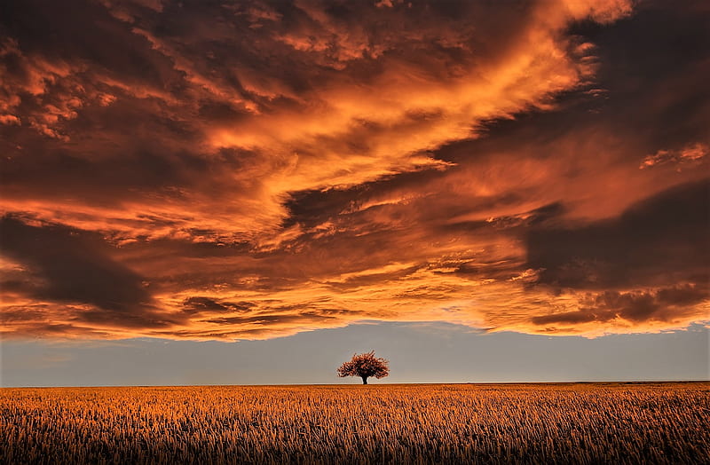 Wheatfield, tree, wheat field, brown, clouds, HD wallpaper