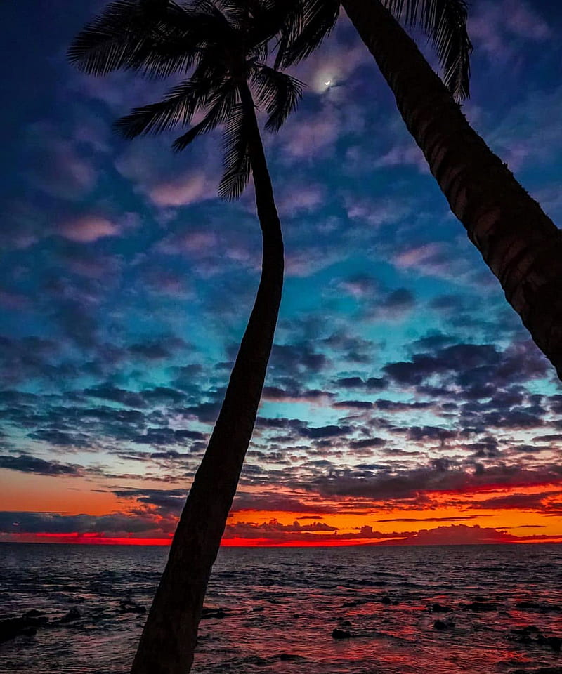 Red Sun Set Colorful Glow Palm Palms Purple Sunset Tree Trees Vibrant Hd Phone 1031