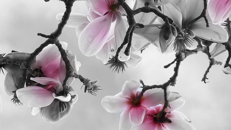 Pale pink magnolias on twigs, Branches, Pink, Flowers, Blooming, HD wallpaper