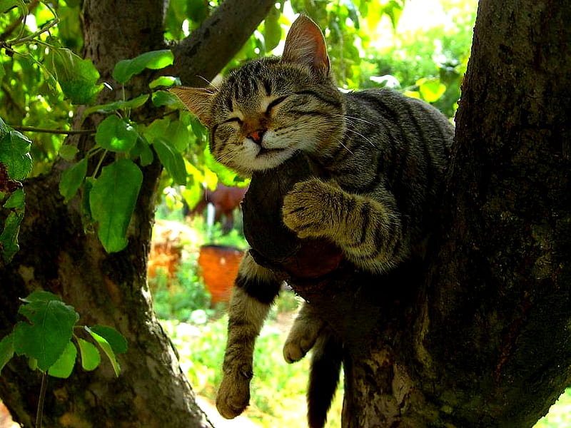 RELAXING WEEKEND, tree, cat, sleeps, branch, relaxing, HD wallpaper ...