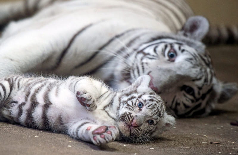 a mothers love, beautiful white, tiger, baby, love, HD wallpaper