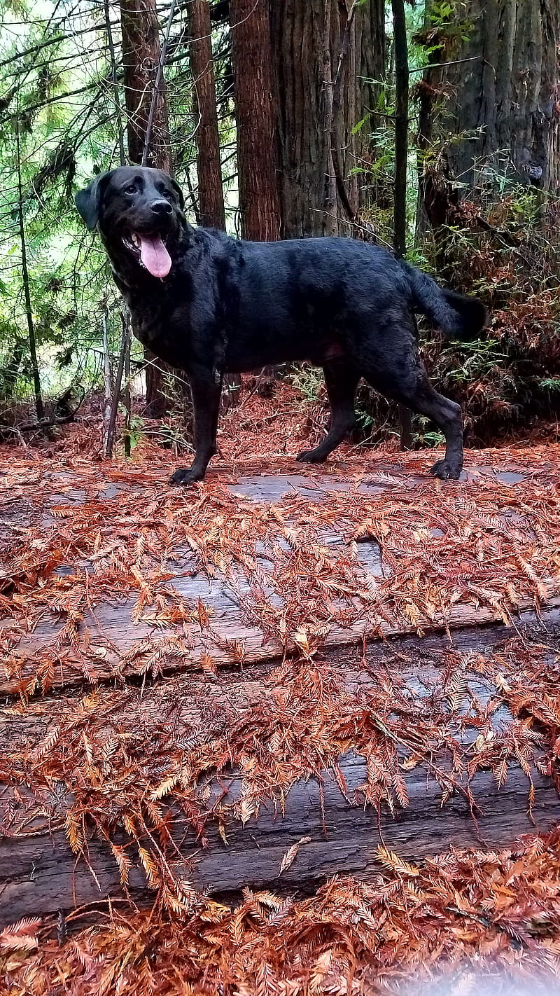 Charlie the Majestic, animals, dog, dogs, forest, labrador, labs, three legged dogs, tripod, woods, HD phone wallpaper