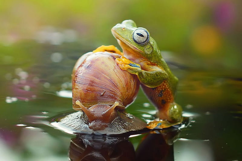 Frog and snail, frog, water, green, snail, orange, summer, amphibian, HD wallpaper