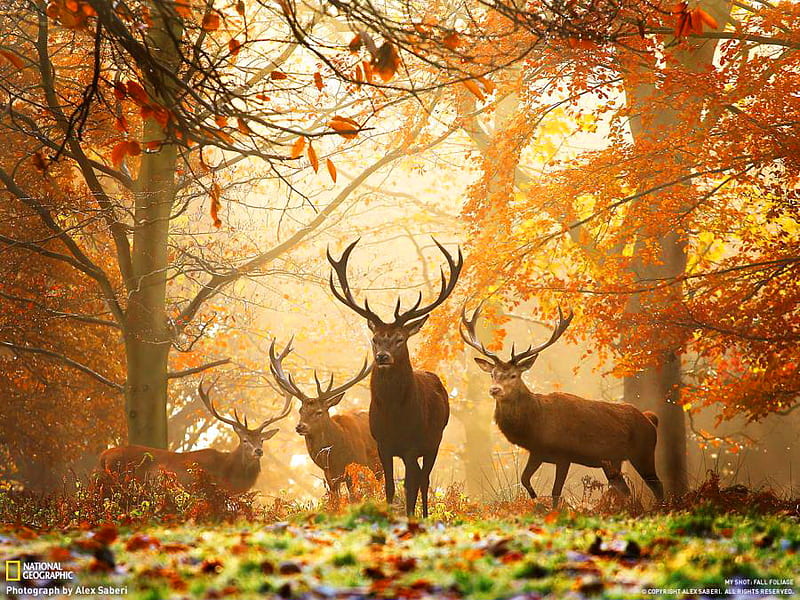 Autumn deer, forest, antlers, autumn, gold, bucks, orange, trees, HD wallpaper
