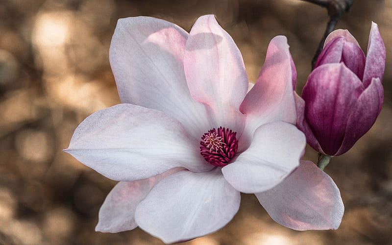 Magnolia, flower, spring, white, pink, HD wallpaper