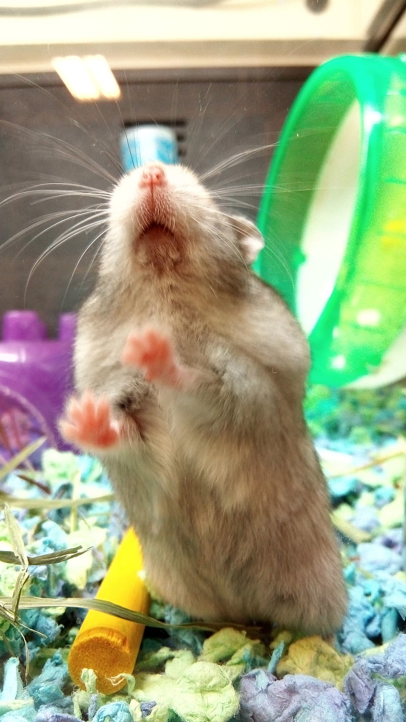 Let me out, aww, cute, fluffy, hamster, mouse, pets, rat, rats, sweet, trapped, HD phone wallpaper