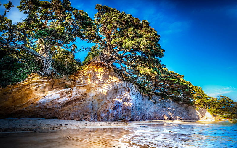 Coast, trees, Sea, summer, New Zealand, Tasman, R, HD wallpaper