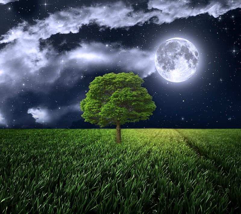 Moonlight Field Full Grass Light Moon Night Tree Hd Wallpaper