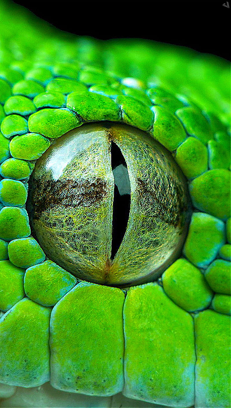 Green Python, dragon, eye, eyes, green, morelia viridis, ojo, piton, reptiles, serpiente, snake, HD phone wallpaper