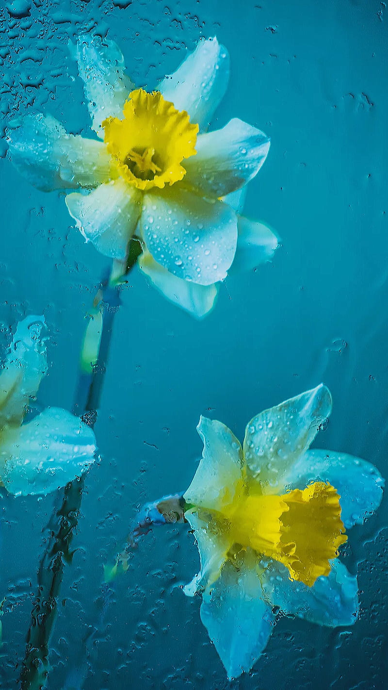 Narcissus, rain, white flowers, flowers, blue, droplets, water drops, HD phone wallpaper