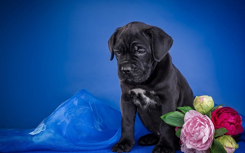 Puppy, caine, black, animal, cute, flower, cane corso, pink, dog, blue, HD wallpaper