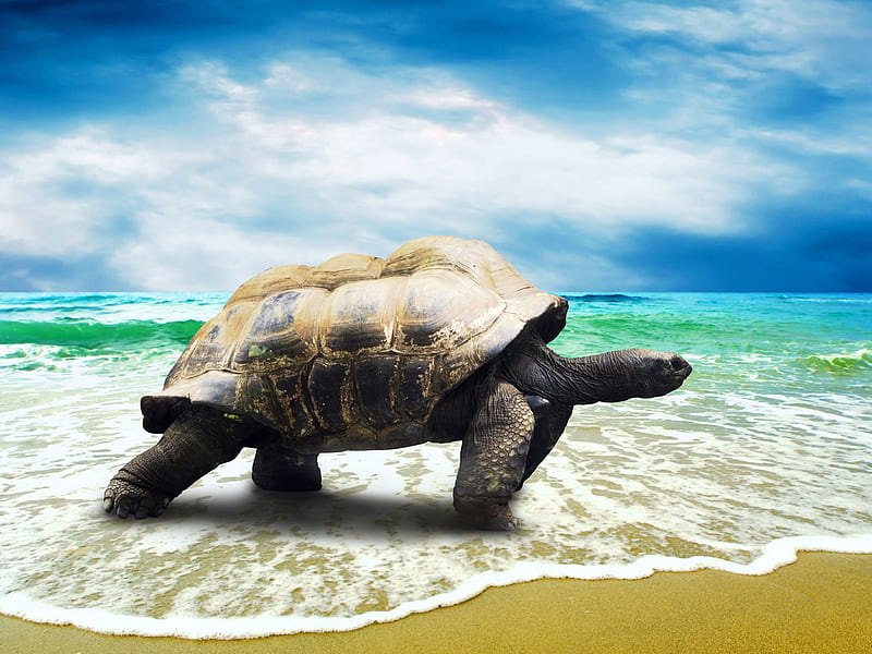 4K free download | Big Turtle, landscape, nature, , water, HD wallpaper ...