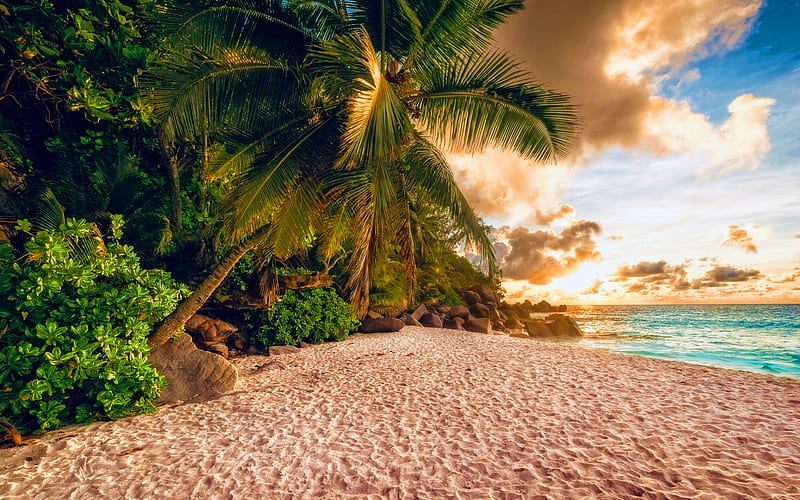 summer travel, beach, palm trees, ocean, tropics, sunset, beautiful nature, paradise, HD wallpaper