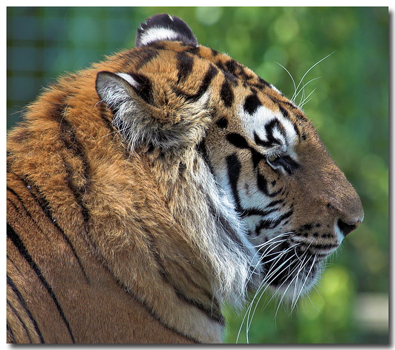 Bengal Tiger, bengal, tiger, cat, largest cat, HD wallpaper
