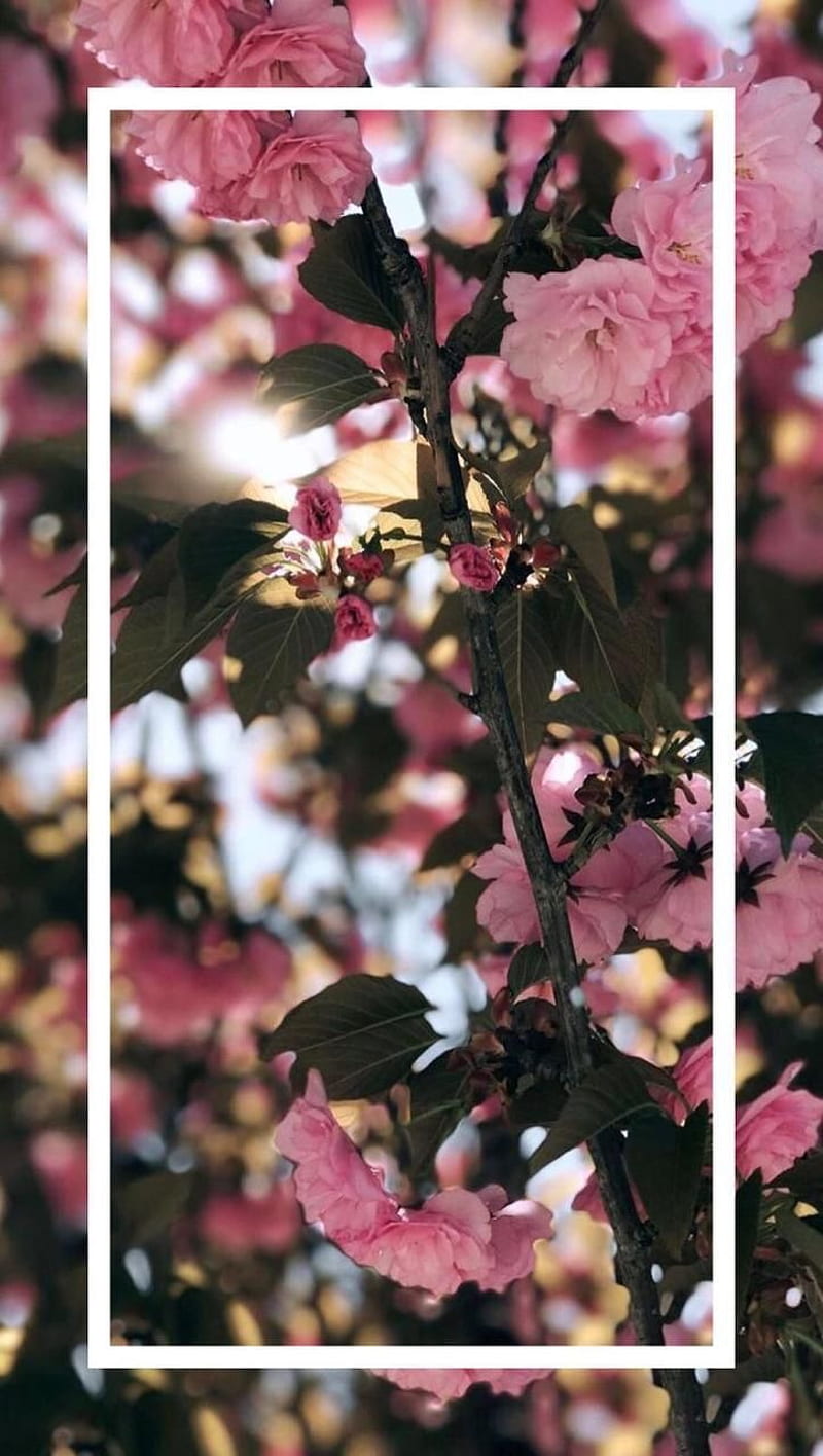 Cicek, bahar, yapraklar, HD phone wallpaper