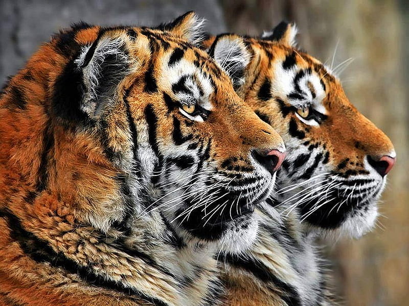 The pair, tigers, hunters, two, cats, HD wallpaper