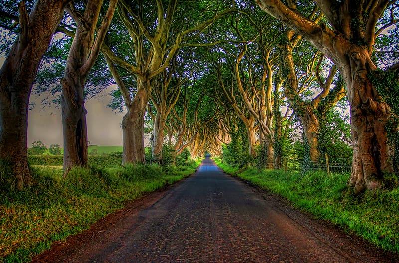 Road, Tree, , Tree Lined, HD wallpaper | Peakpx