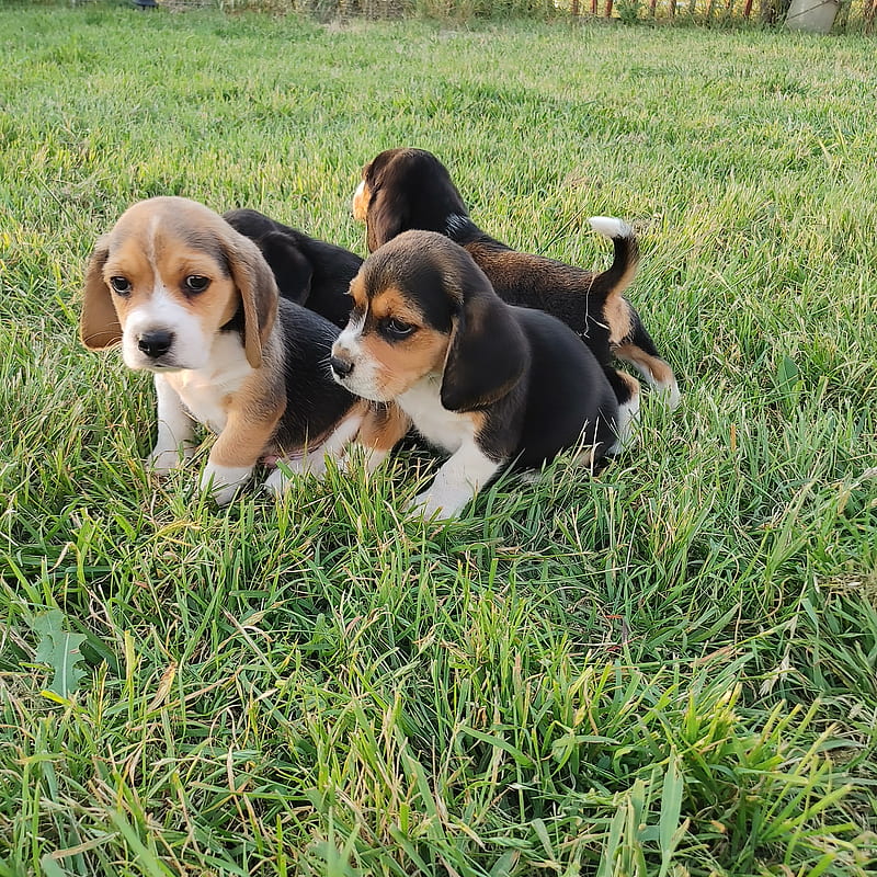 Beagle babies, black, courage, cute, dog, dogs, puppy, sweet, white, HD phone wallpaper