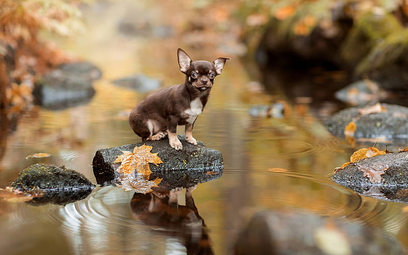 Chihuahua, river, puppy, dogs, brown chihuahua, cute animals, pets, Chihuahua Dog, HD wallpaper
