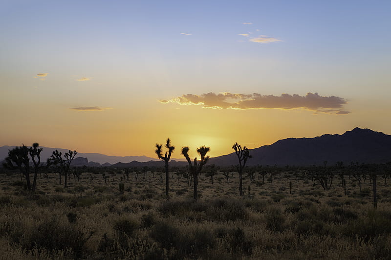 desert, cacti, mountains, sunset, HD wallpaper