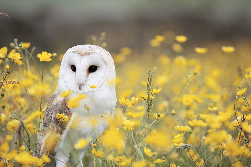white and brown barn owl on yellow petaled flower field, HD wallpaper