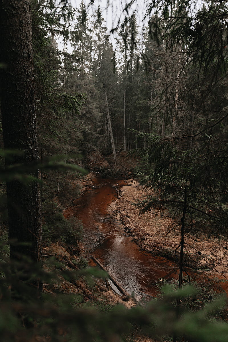 river, forest, trees, pines, nature, HD phone wallpaper