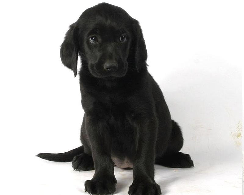 Black Labrador, nose, mouth, legs, labrador, lab, black, cute, paws, eyes, fur, animals, dogs, puppy, HD wallpaper