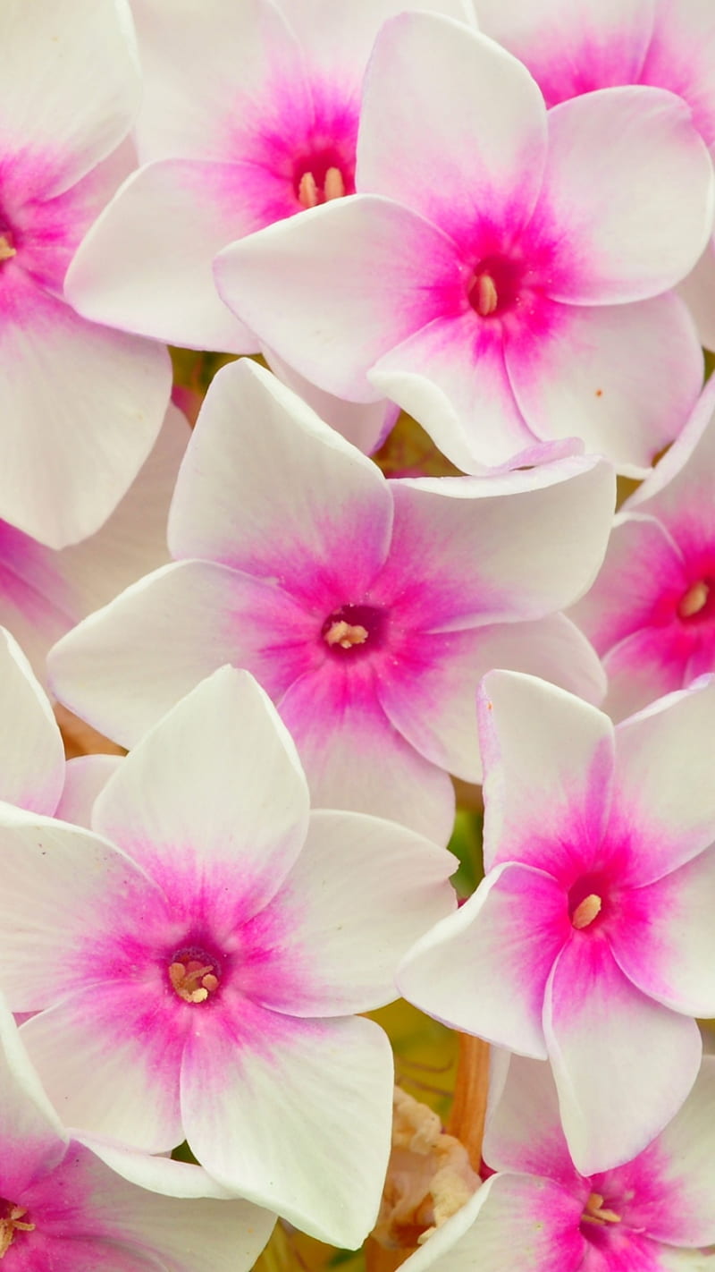 phlox flowers petals, flowers, love, HD phone wallpaper