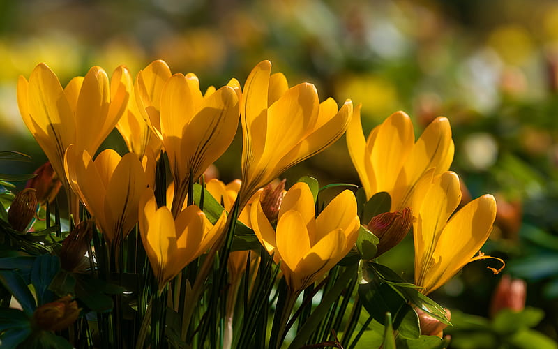 yellow crocuses, close-up, spring, yellow flowers, crocuses, macro, bokeh, spring flowers, HD wallpaper