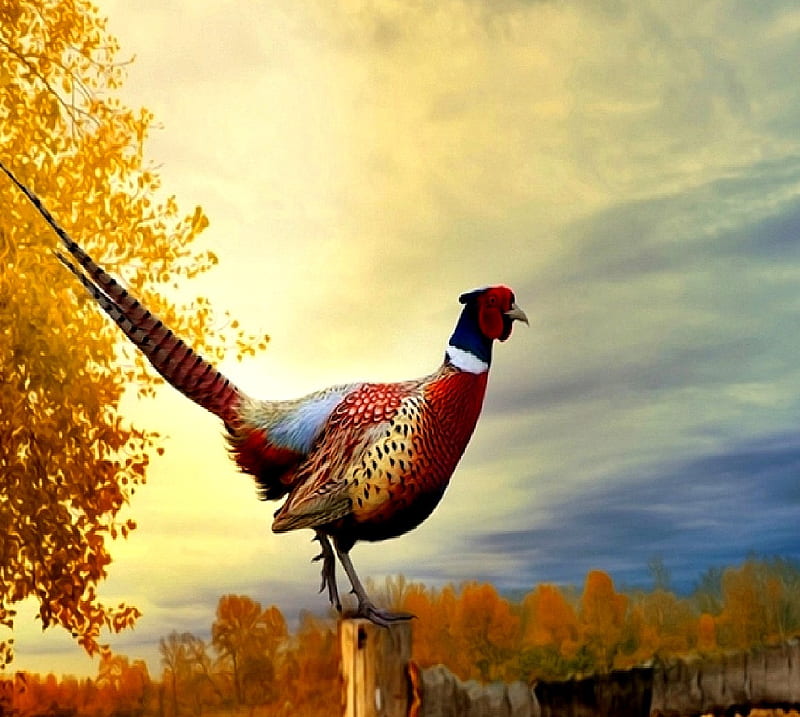 pheasant, HD wallpaper