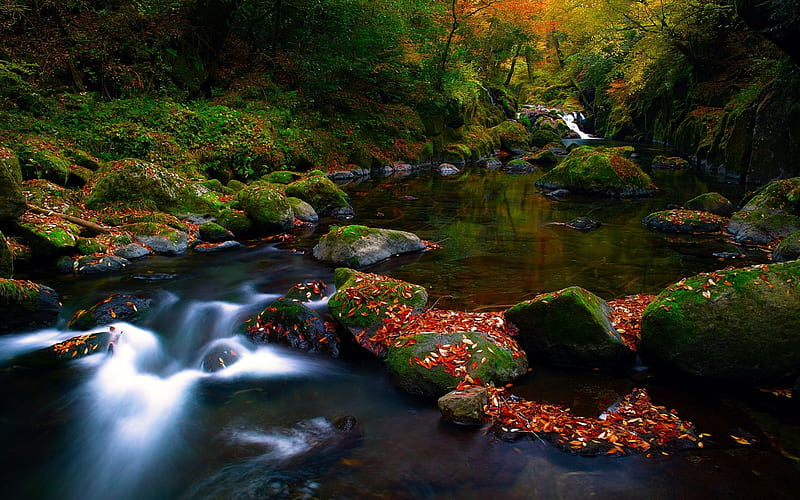 Autumn River, forest, rocks, autumn, colors, leaves, water, green ...