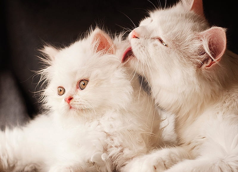Cats, cute, fluffy, white, cat, kitten, tongue, animal, pisica, HD wallpaper