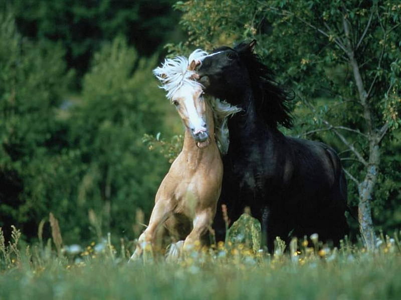White and Black horses in love, stallion, cavalo, horse, animal, HD wallpaper