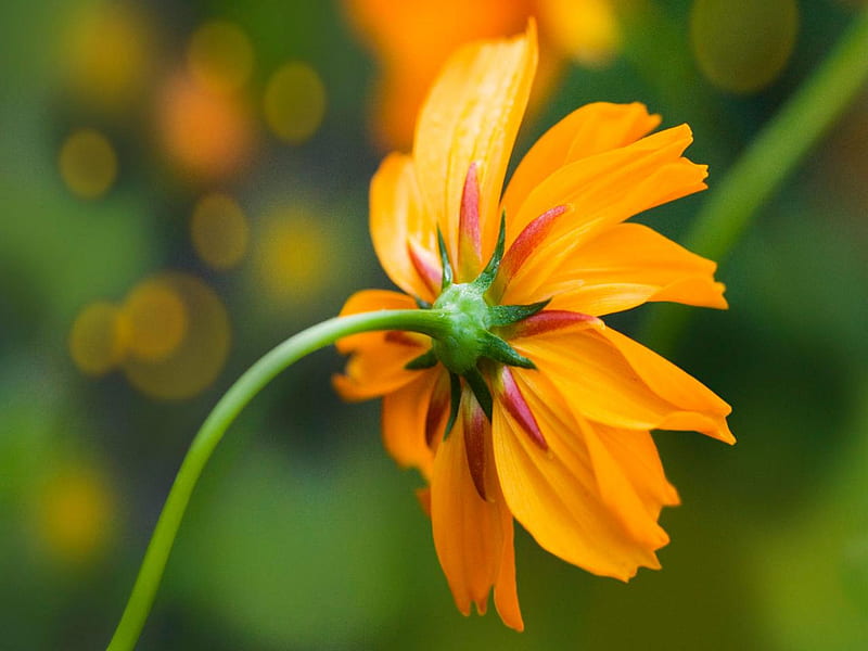 Single Orange Daisy, flower, green, orange, daisy, HD wallpaper