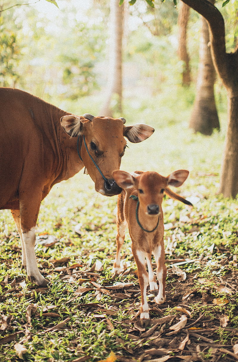Cow and Calf, mom and baby, field, farming, milk, farm, cattle, animals, pet, HD phone wallpaper