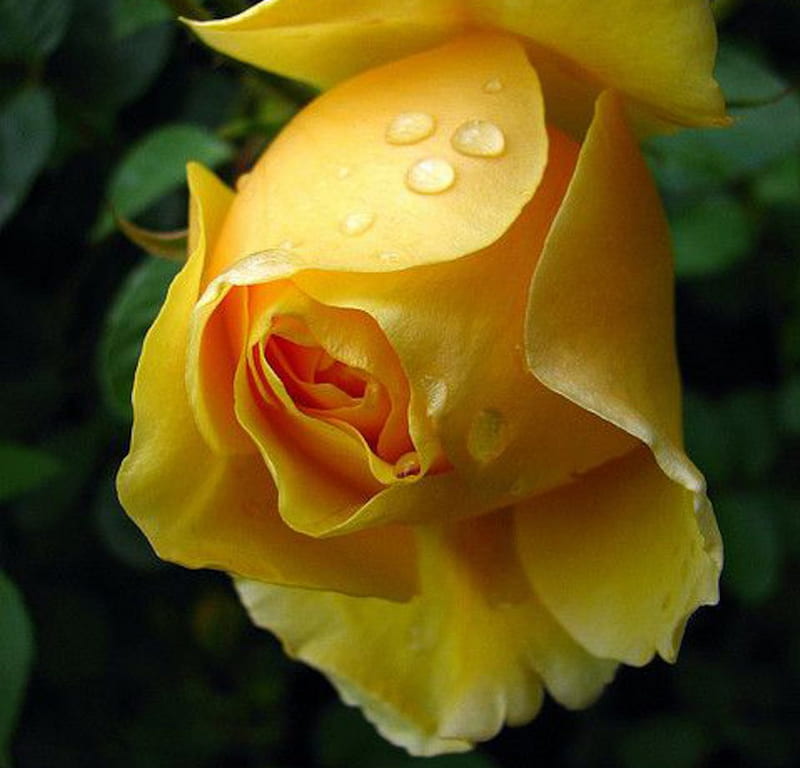 Yellow Beauty, rose, macro, flowers, dew, yellow, nature, drops, petals, HD wallpaper