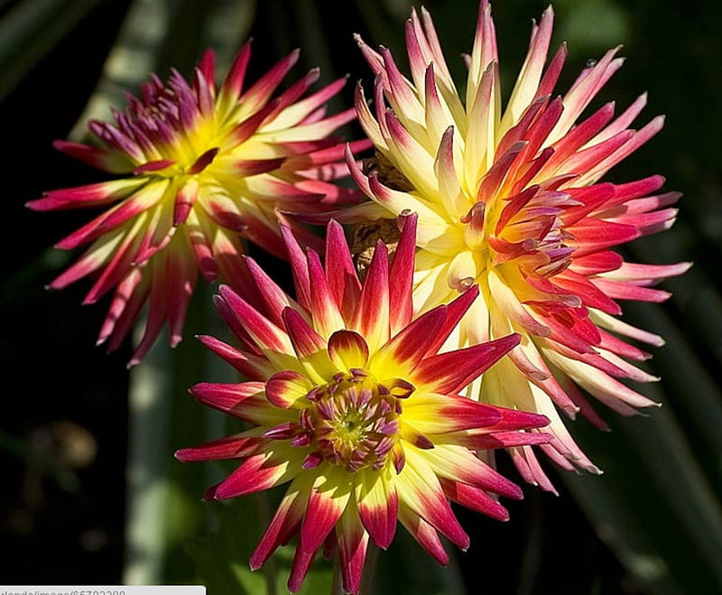 Spike Dahlias, bloom, dahlias, spikey, flowers, nature, HD wallpaper