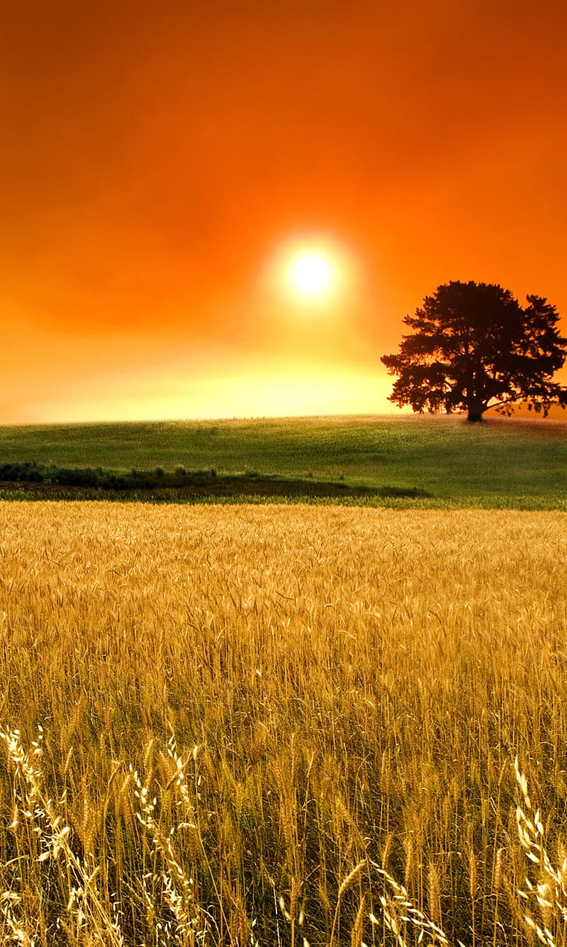 Sunny day natural nature HD wallpaper  Peakpx