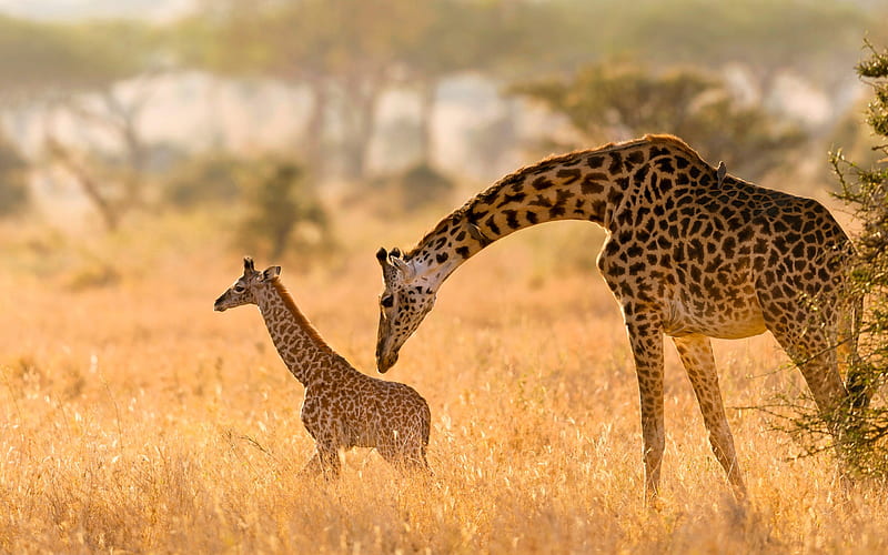 little giraffe, wildlife, giraffe with mom, Africa, giraffes, wild animals, HD wallpaper