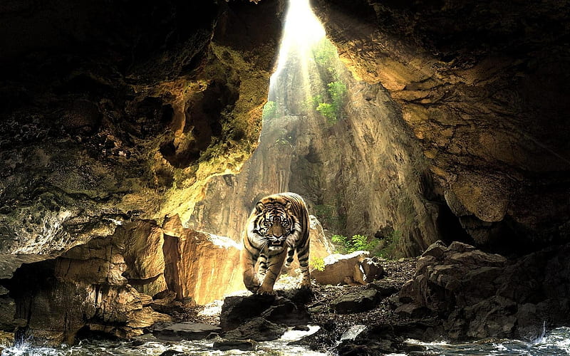 tiger in a cave, sun, sunlight, bonito, tiger, cat, cave, graphy, sunrays, big, wild, jungle, beauty, HD wallpaper