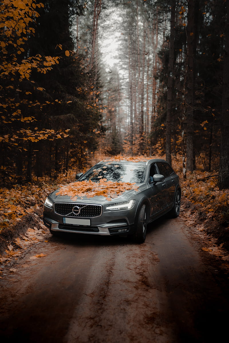 volvo, car, gray, forest, autumn, HD phone wallpaper