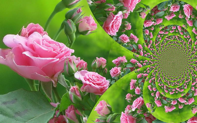 Swirl of roses, flowers, fractals, nature, roses, pink, HD wallpaper |  Peakpx