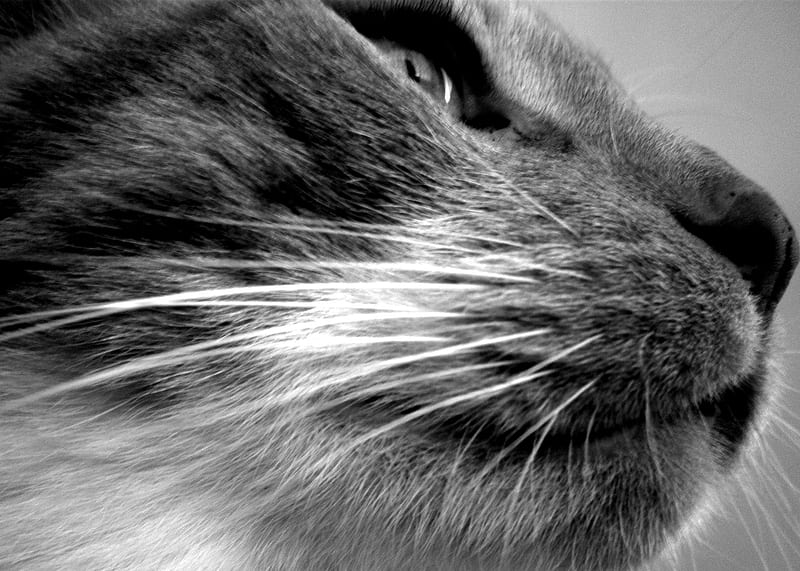 Lucky Leo, leo, black, white, cat, animal, HD wallpaper