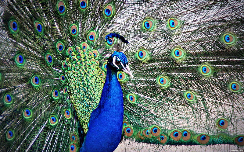 Blue Peacock-Windows Theme, HD wallpaper