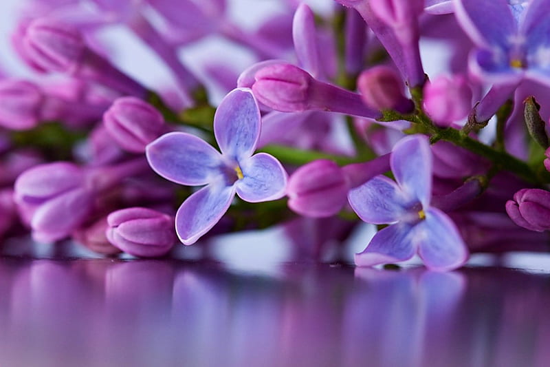 Lilac, scent, spring, fragrance, delicate, purple, macro, flowers, reflection, blue, HD wallpaper