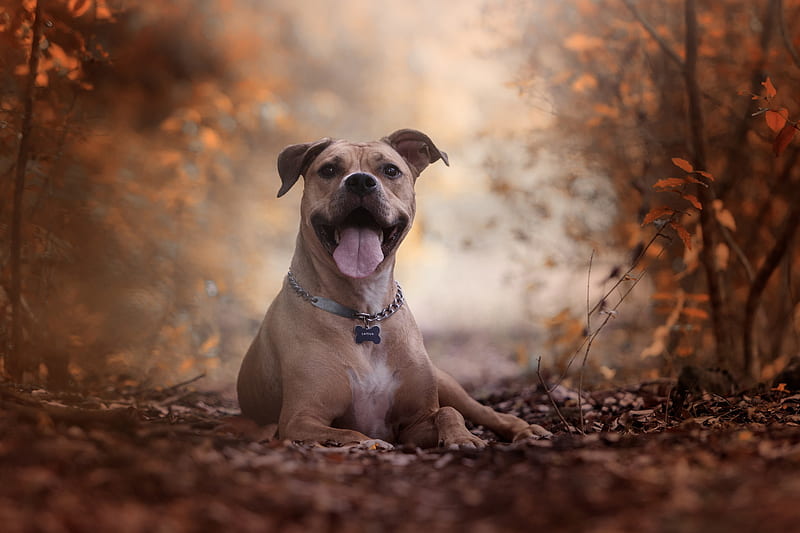 Dogs, American Pit Bull Terrier, Depth Of Field, Dog, Pet, HD wallpaper