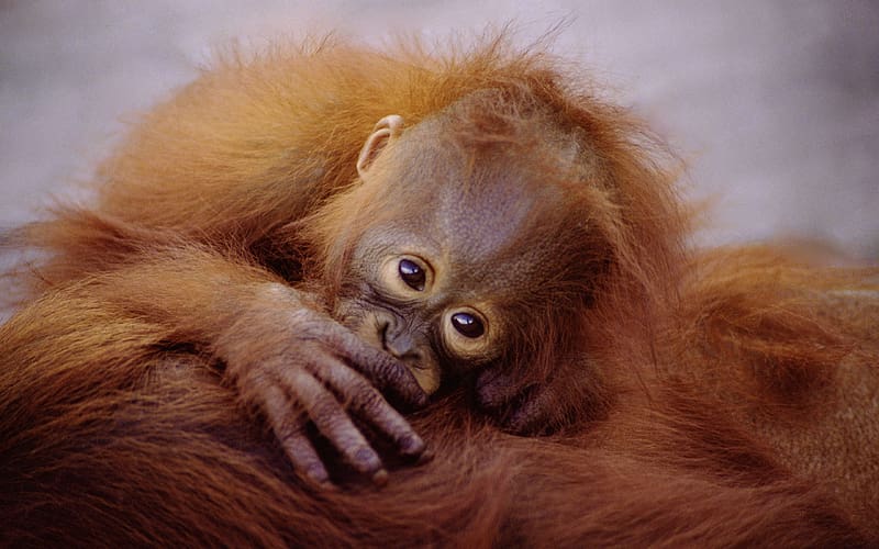 Baby Orangutan, sweet, cute, monkey, animals, HD wallpaper