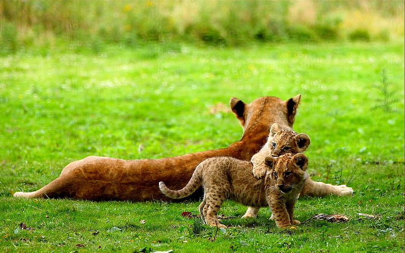 MOMENT OF LOVE, playing, cubs, lioness, lion, field, HD wallpaper
